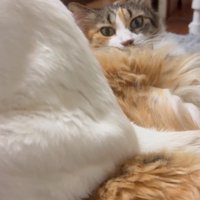 虚無顔の猫