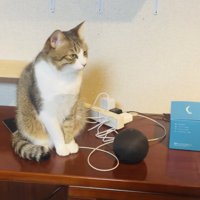スマートスピーカーの隣に座る保護猫