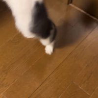 飛び跳ねる子猫