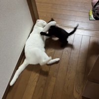 ニャンプロする白猫と黒猫