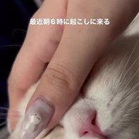 なでられている猫