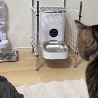 自動給餌器を見る猫の後ろ姿