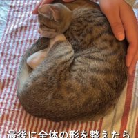 手のひらで猫を包む飼い主