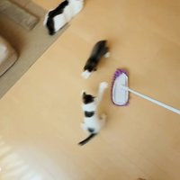 モップを追い掛ける2匹の子猫と見守る母猫