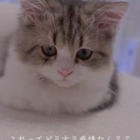真剣な顔の猫
