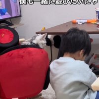 遊んでいる子供を見ている子猫