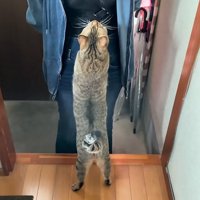 立つ猫