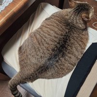 イスを占領する猫の背中