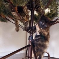 クリスマスツリーに登る猫