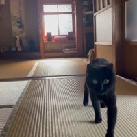 左前足を前