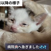毛布に包まる子猫