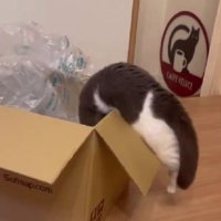 ダンボールに入ろうとしている猫