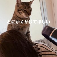 ドライヤーを向けられる猫