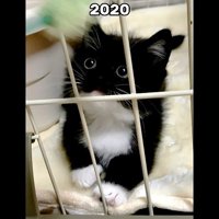 2020(少しアップ)