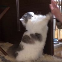 女性と猫