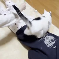 背中に後ろ足を