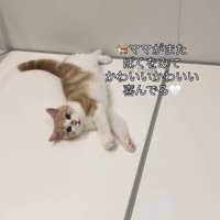 浴槽の蓋の上に寝転がって飼い主を見上げる子猫