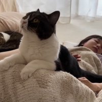 お尻を叩いてもらう猫