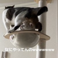 キャットタワーの上の2匹の猫