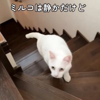 階段を上がってきた白猫