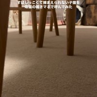 テーブルの奥にいる子猫