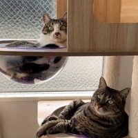 透明なボウルに入っている2匹の猫