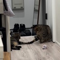 廊下でおもちゃで遊ぶ2匹のキジトラ猫