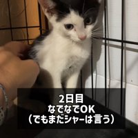 なでられる子猫