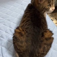 振り向く猫