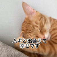 猫の寝顔