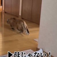 体勢を低くして逃げていく猫の後ろ姿