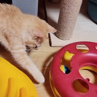 おもちゃに前足を伸ばす子猫