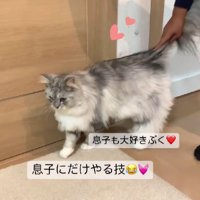 猫と男の子