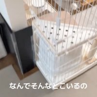 猫のケージ