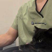 飼い主の足の上でかまってアピールをするミックス猫