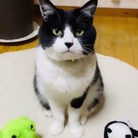猫とぬいぐるみ