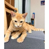 椅子の上の猫