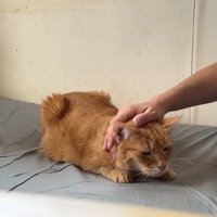 なでられる猫