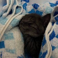 タオルで包まれて寝る子猫