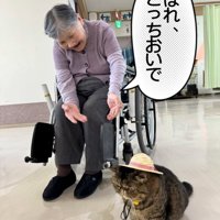 麦わら帽子をかぶる猫
