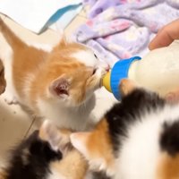 子猫たちがミルクを競って飲む様子