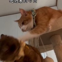 叩く猫