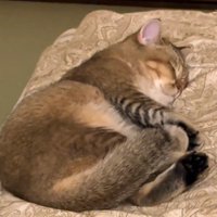 ふとんの上で寝る猫5（さらにズーム）