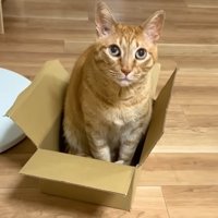 段ボール箱に入る猫