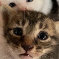 子猫の顔アップ