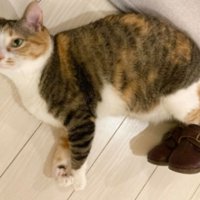 室内にいる猫