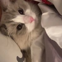 ベッドに入った猫