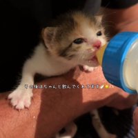 ミルクを飲む子猫
