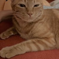 左右違う幅で目を細めている猫