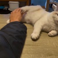 再び蹴る猫